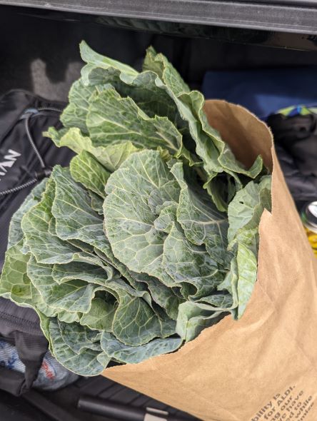 14 REASONS YOU SHOULD EAT – COLLARD GREENS