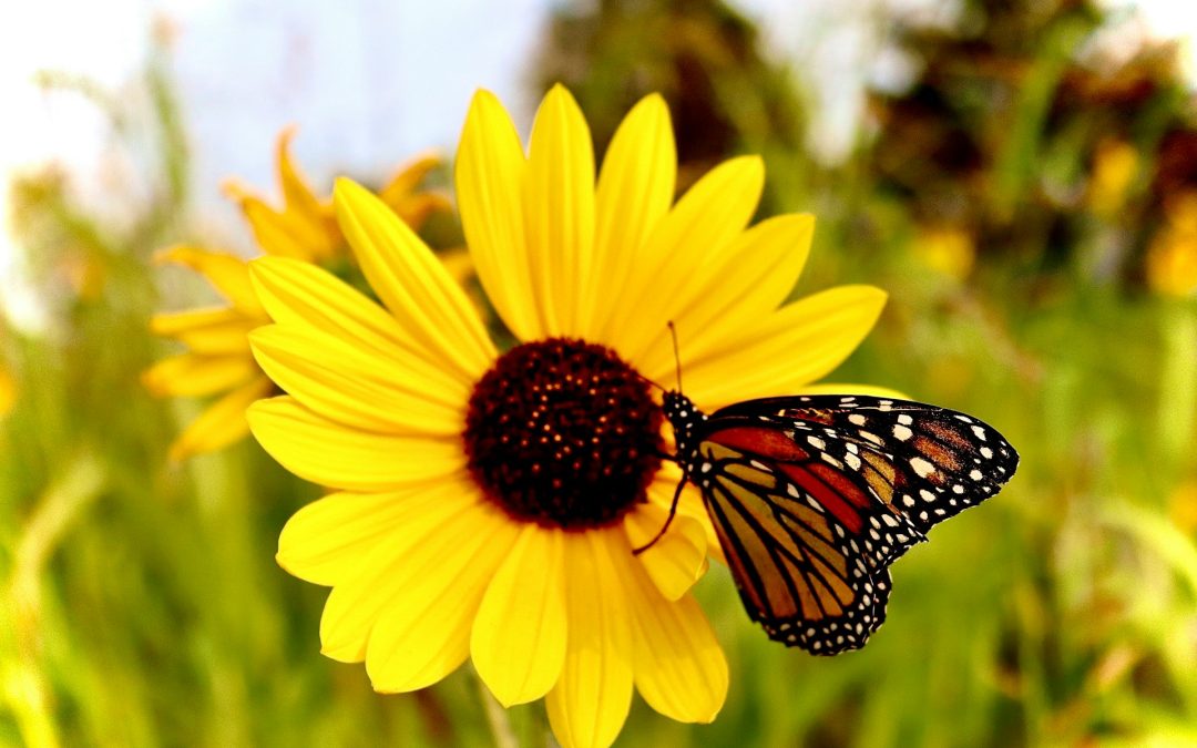 Grief, Inflammation, and Weight Gain: 10 Ways to Heal Your Heart and Body