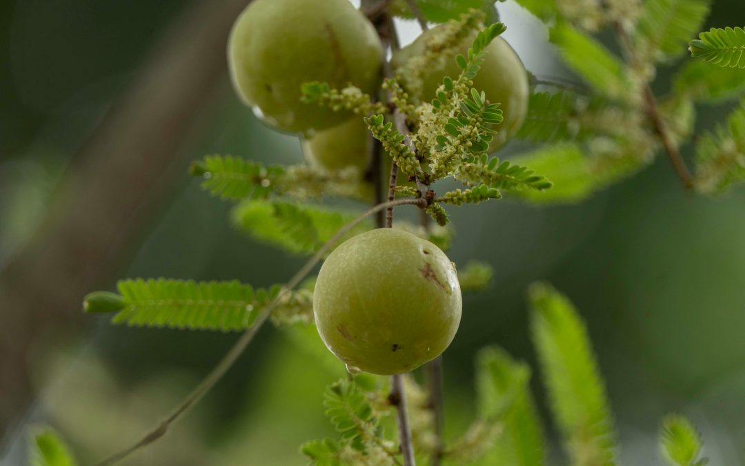 Amla (Indian Gooseberry): 9 Powerful Benefits for Easing Inflammation and Supporting Wellness After 55