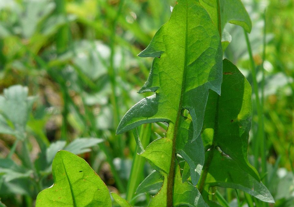 12 Reasons Dandelion Greens Are a Superfood for Women and Men 55+ This Spring Season