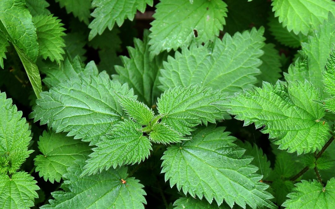 Stiff Joints and Inflammation After 55? Stinging Nettle HERB May Surprise You (Bonus Tea Recipe Included)